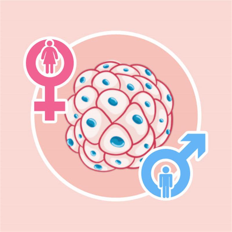 女性癌症篩檢型